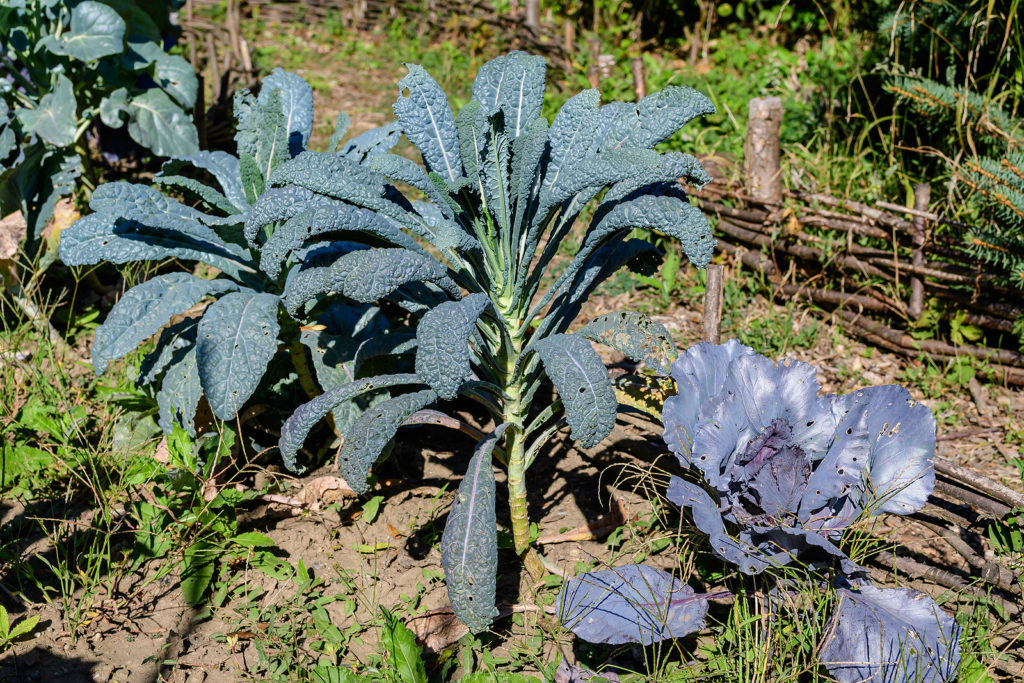 Lacinato or Tuscan kale in an organic garden