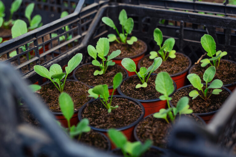 Kohlrabi seedlings