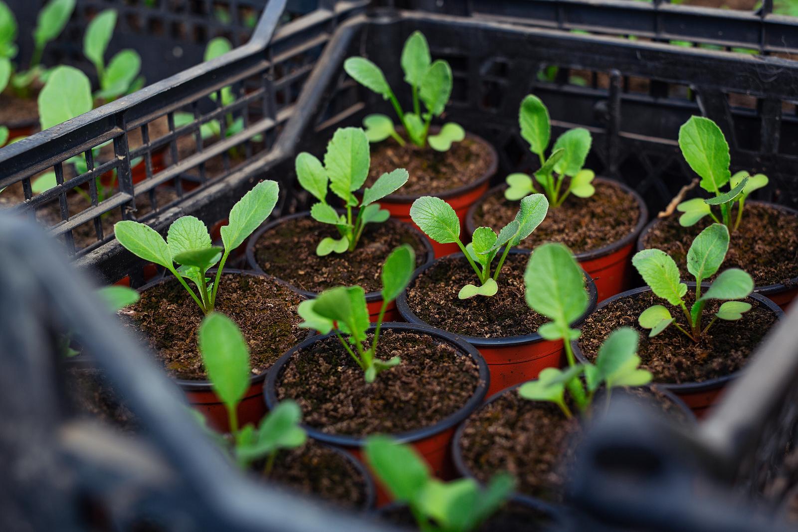 Kohlrabi seedlings