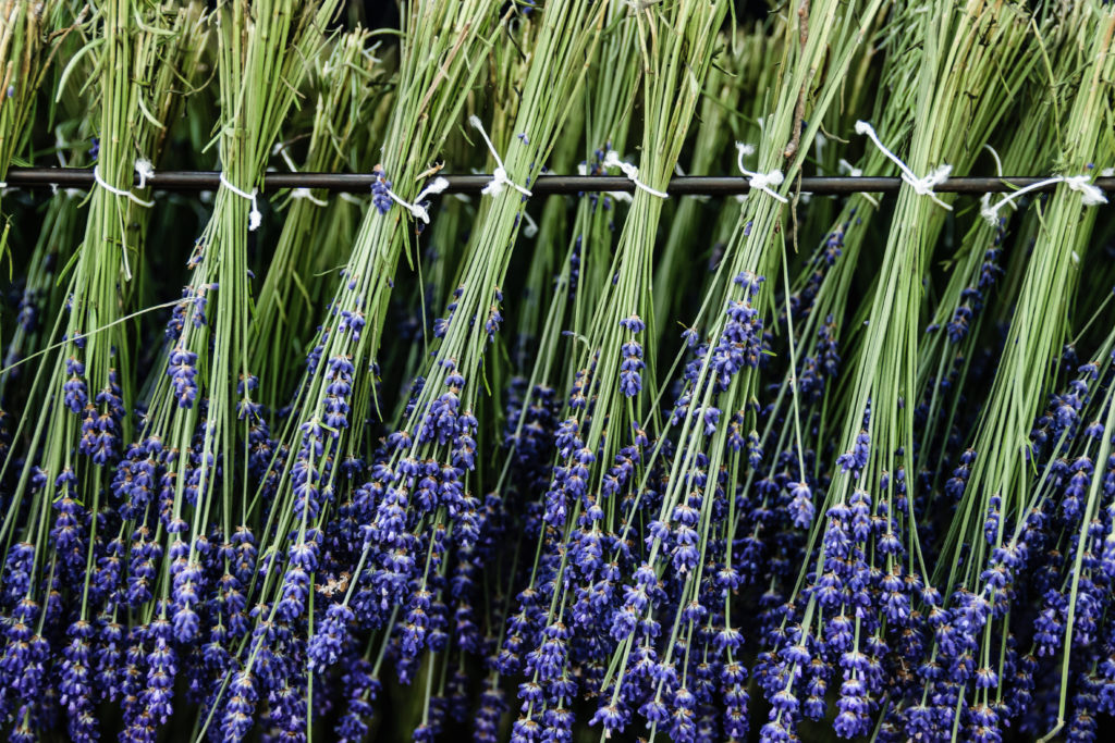 Bundles of lavender hanging for drying