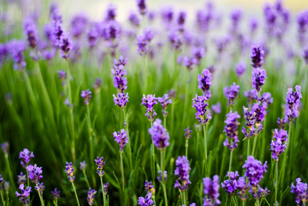 Lavender flowers