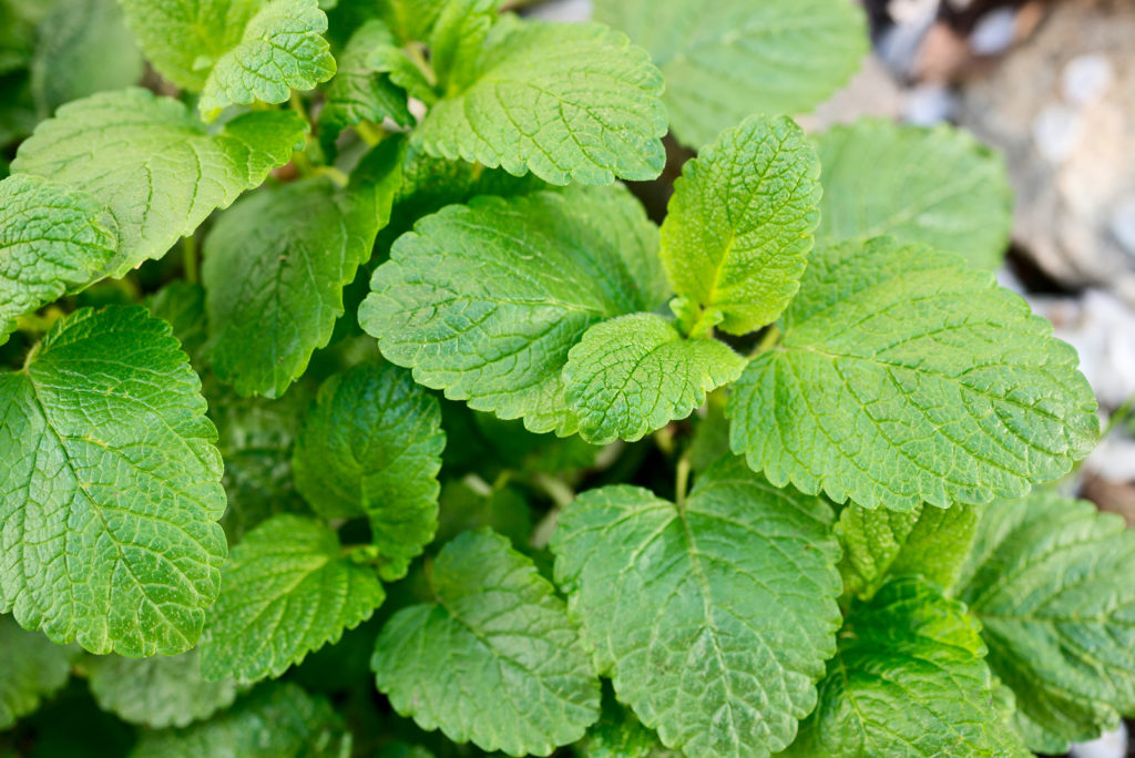 Lemon balm leaves