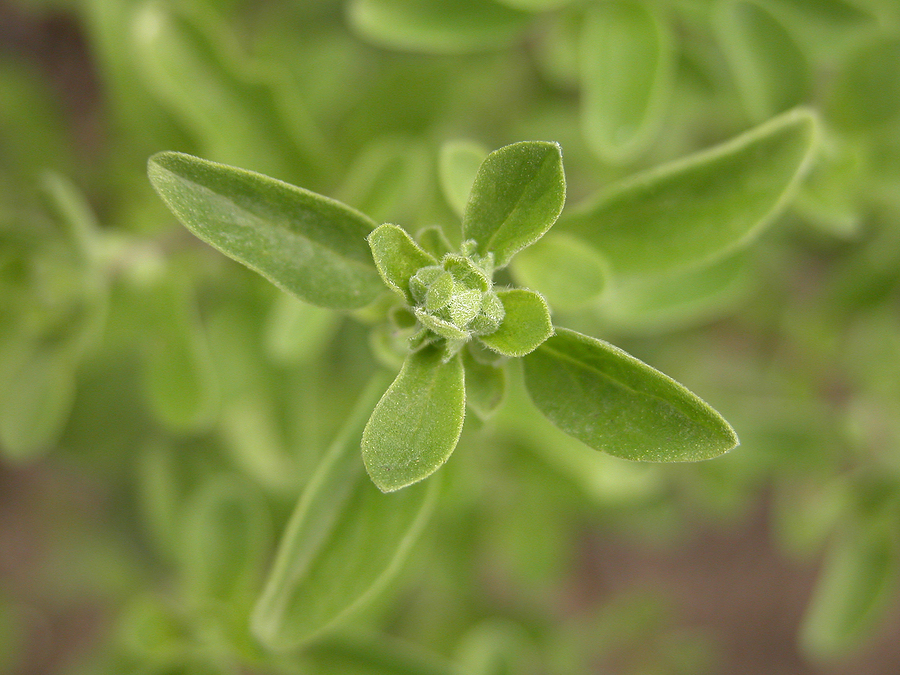 Marjoram leaves