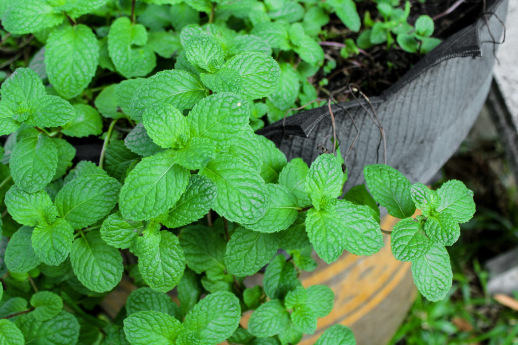 Mint growing in a patio pot