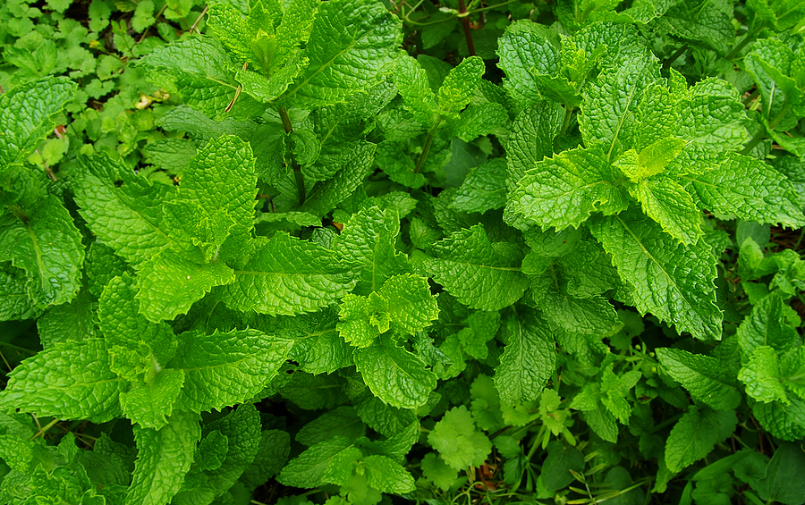 Mint plants growing in the garden