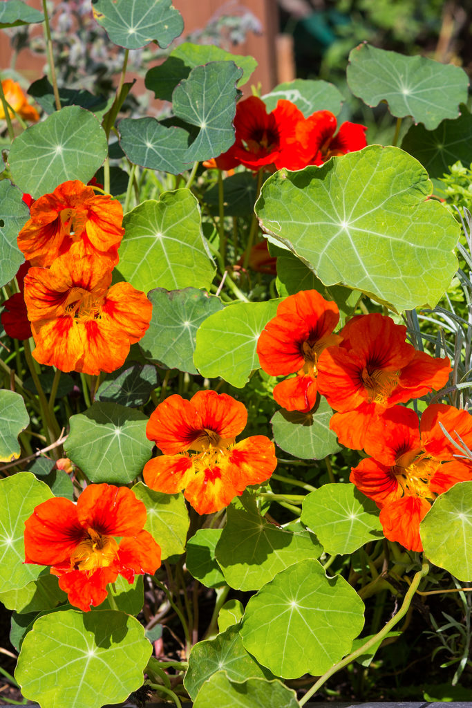 Blossoms and leaves of  Nasturtium, spicy kitchen plant.