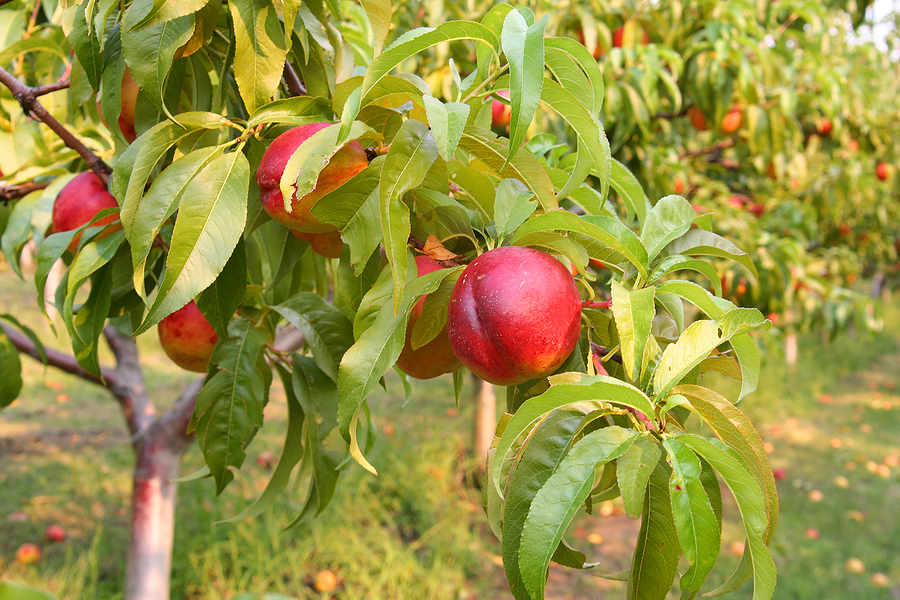 Nectarine on tree branch plant grow prine