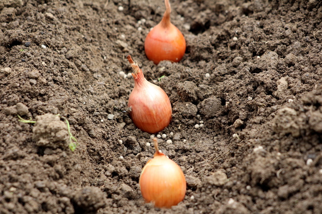 Onions sets planting