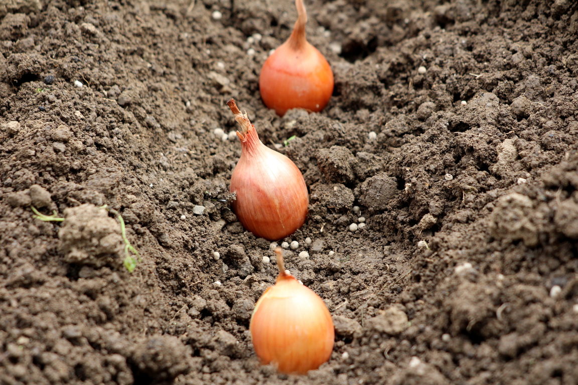 Onion Sets Growing Tips