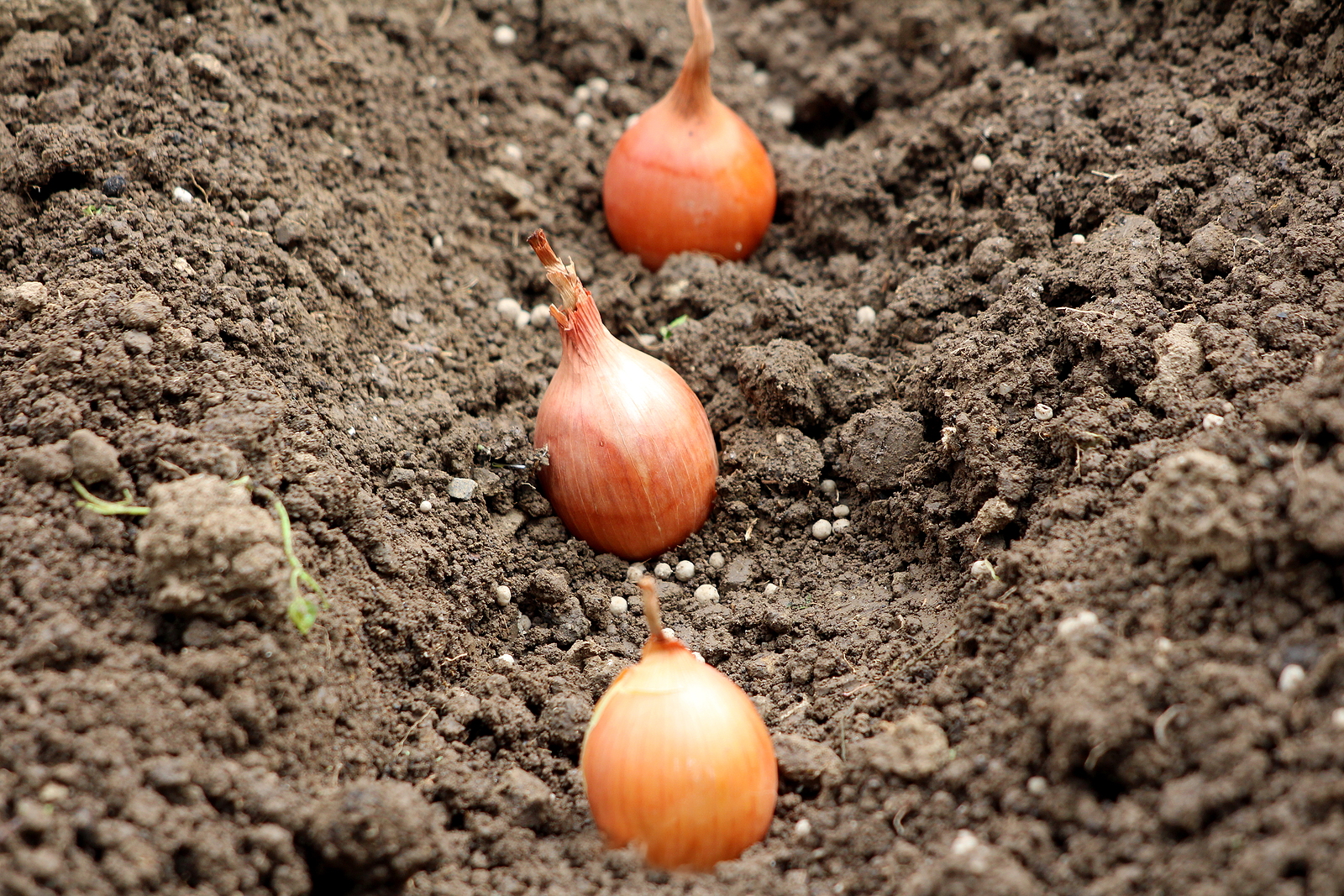 Onion Sets Growing Tips