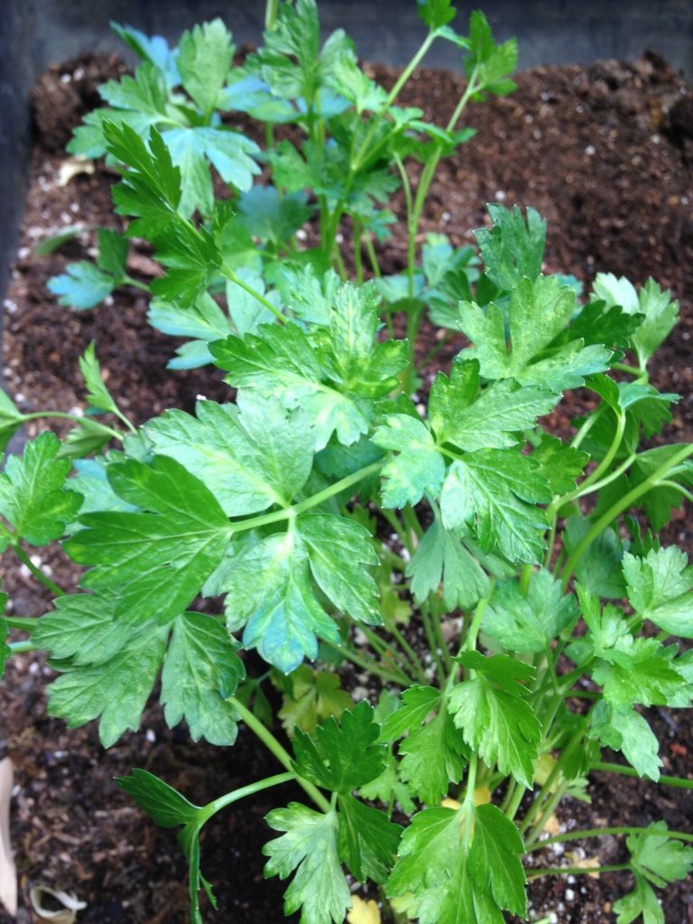 Italian parsley in a container on a balcony