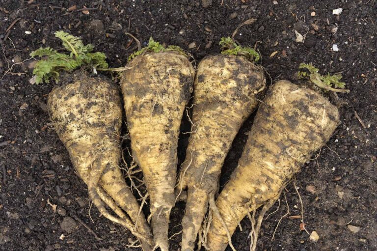 Parsnip harvest