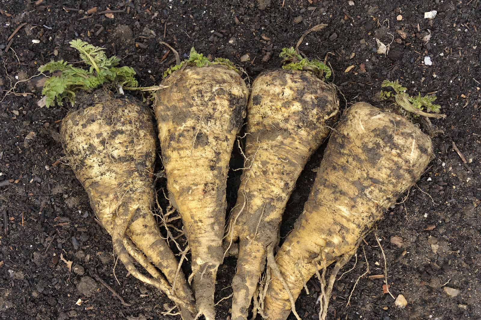 https://harvesttotable.com/wp-content/uploads/2022/04/Parsnip-bigstock-Parsnip-238131715.jpg