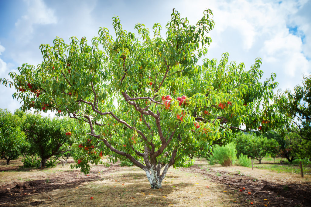 Peach tree with fruits growing in an orchard grow plant prune