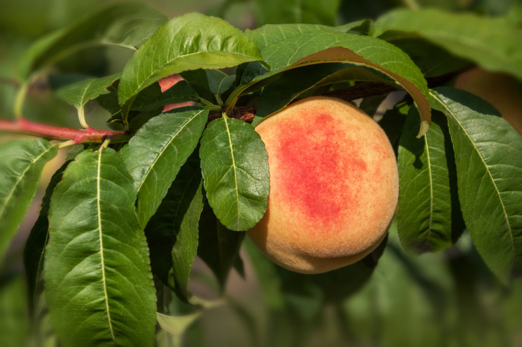 Ripe peach fruit on a peach tree branch plant grow prune