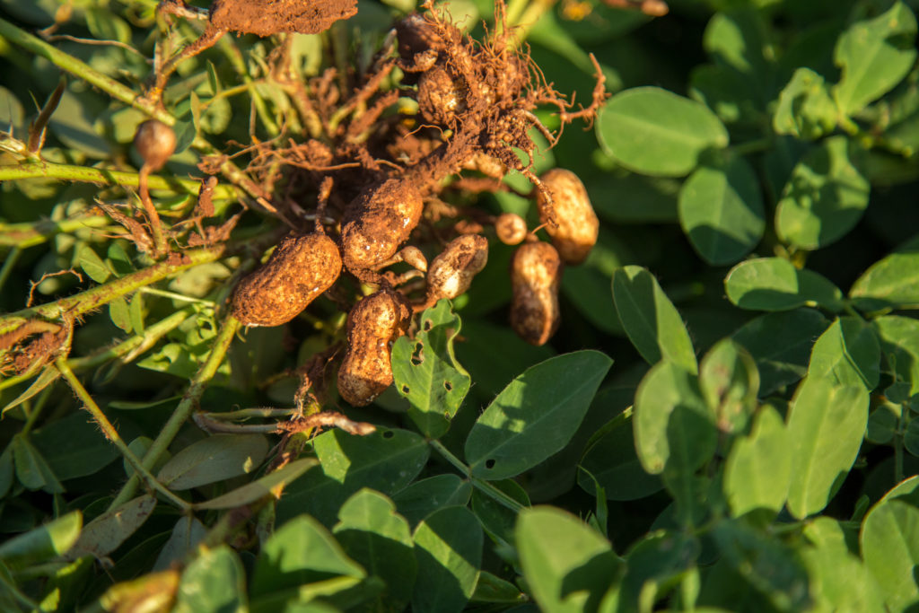 Peanuts (Arachis hypogaea 'Transkutuku') have been pulled up in our Kitchen  Garden! This plant has about 30 peanuts on it. In the third