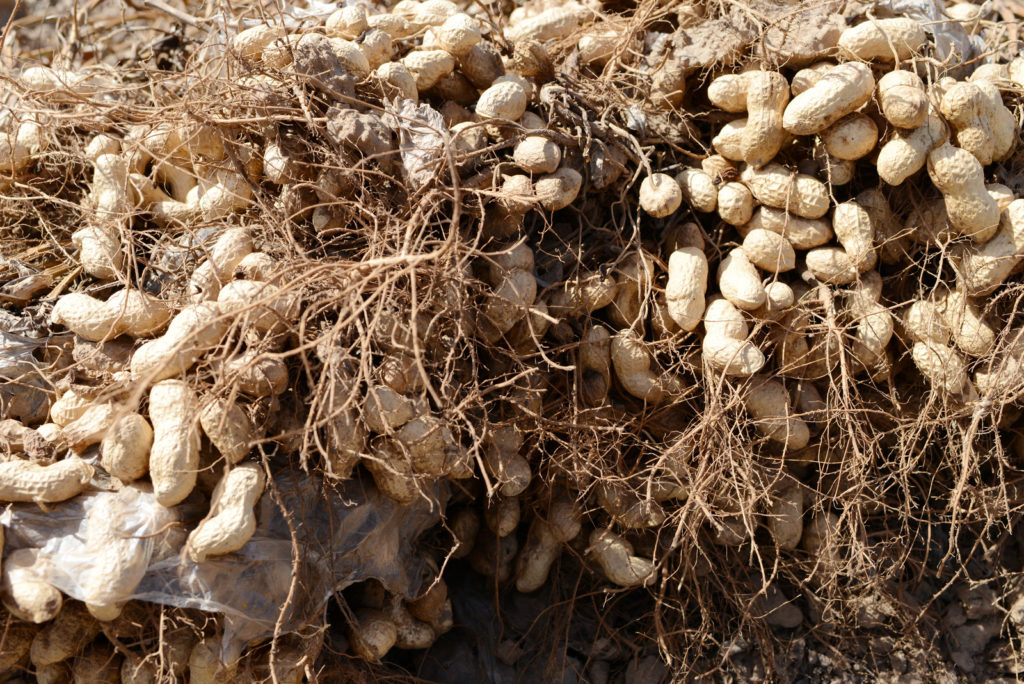 The peanut plant develops underground seed ends called pegs or peduncles; these are the seed pods we call peanuts.