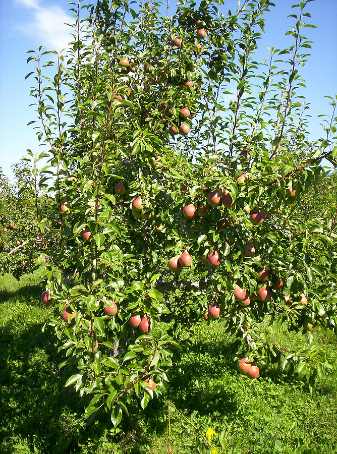 Pear tree grow plant prune