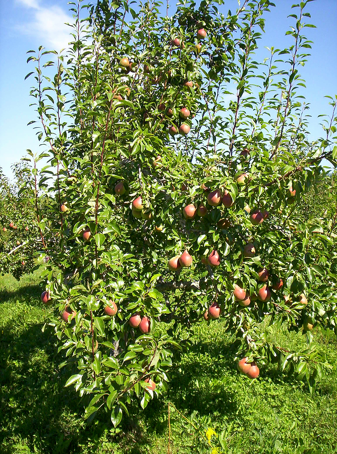 Bosc Pear Tree for Sale - Buying & Growing Guide 