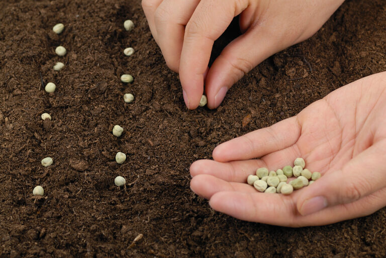 sowing pea seeds