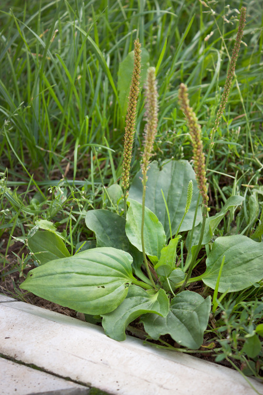 Plantain weed