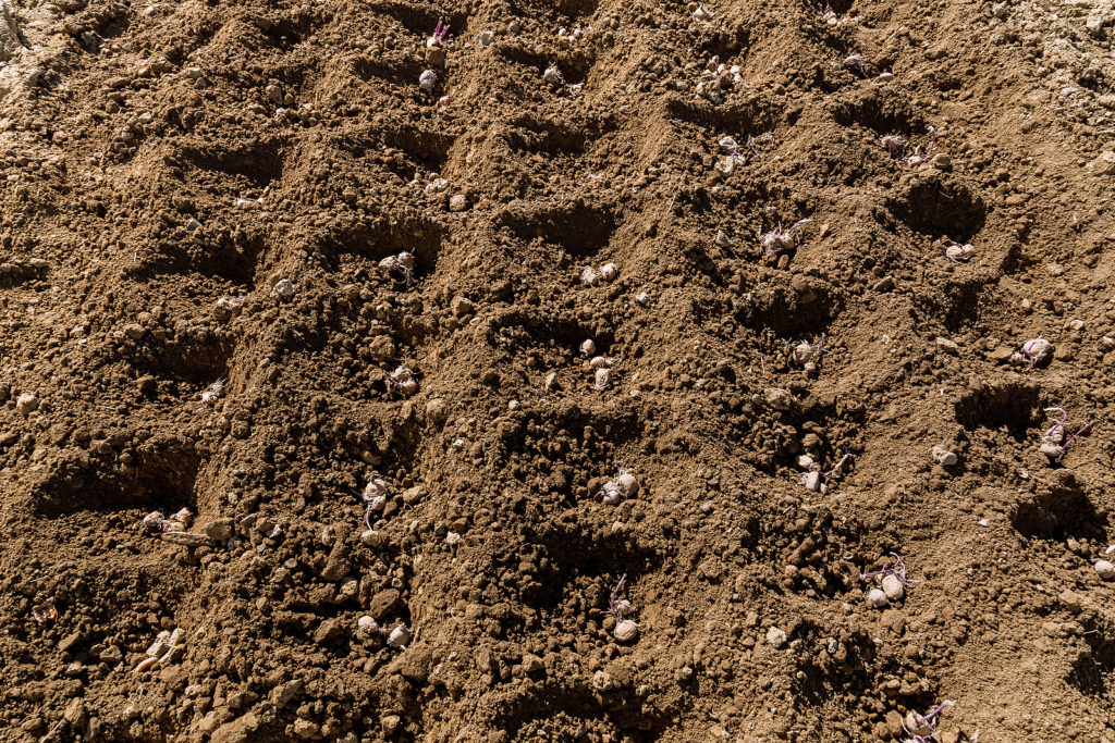 Potato growing