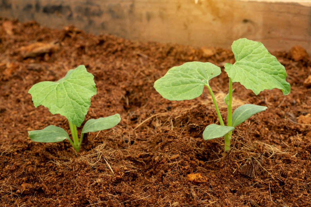 Young pumpkin plants