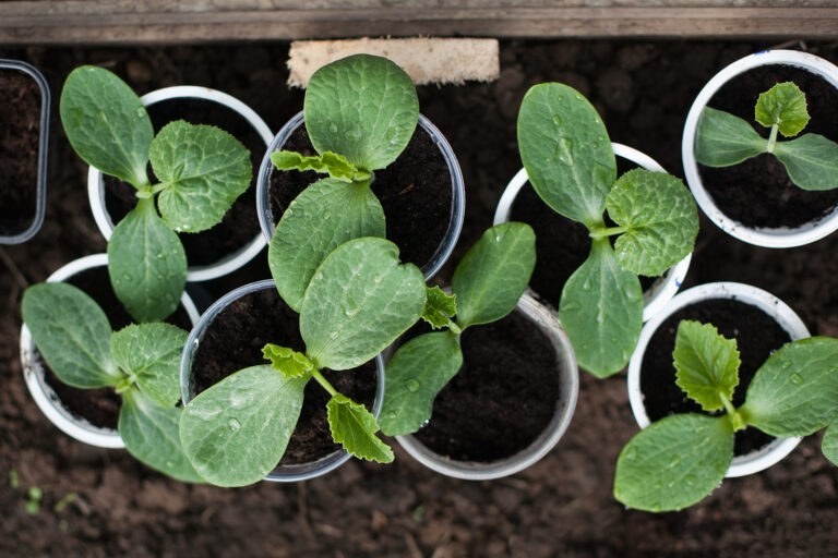 Pumpkin seedlings