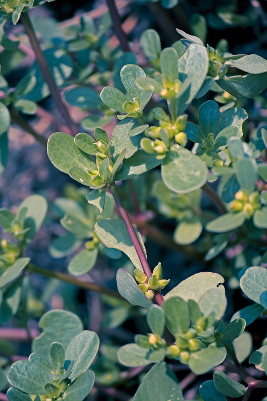 Purslane in the garden