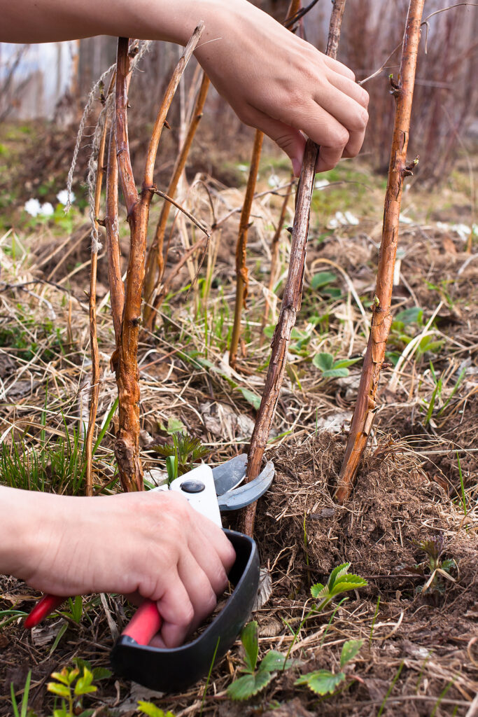 Pruning raspberries in autumn