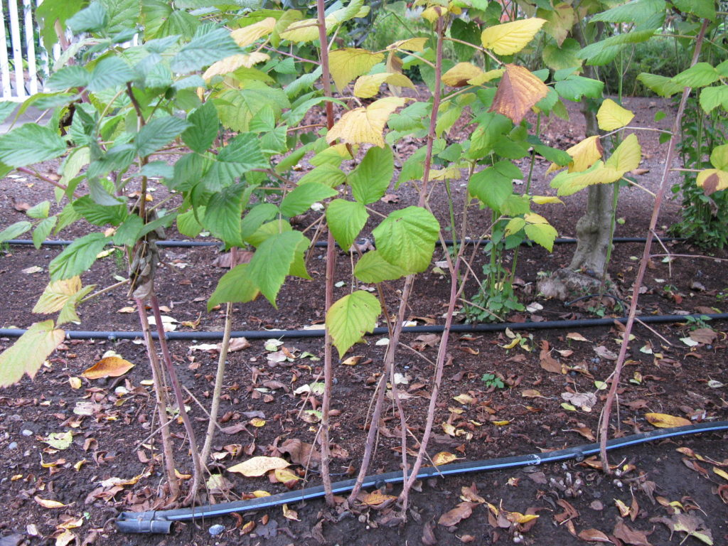 Raspberries in a row with drip irrigation