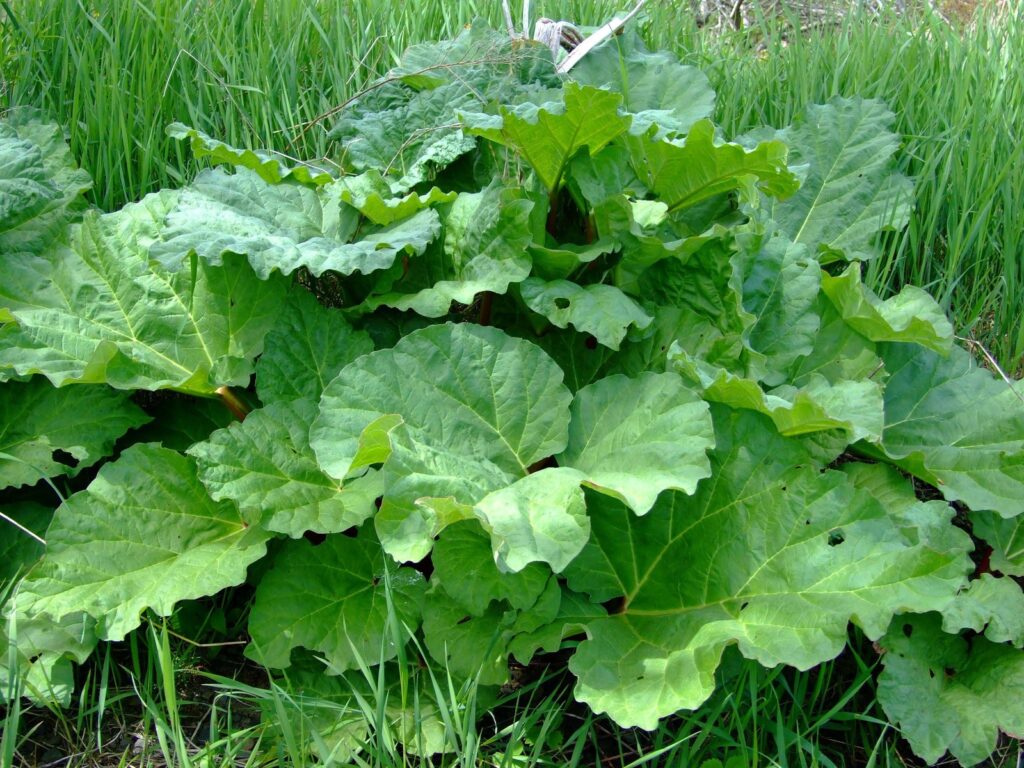 Rhubarb plant