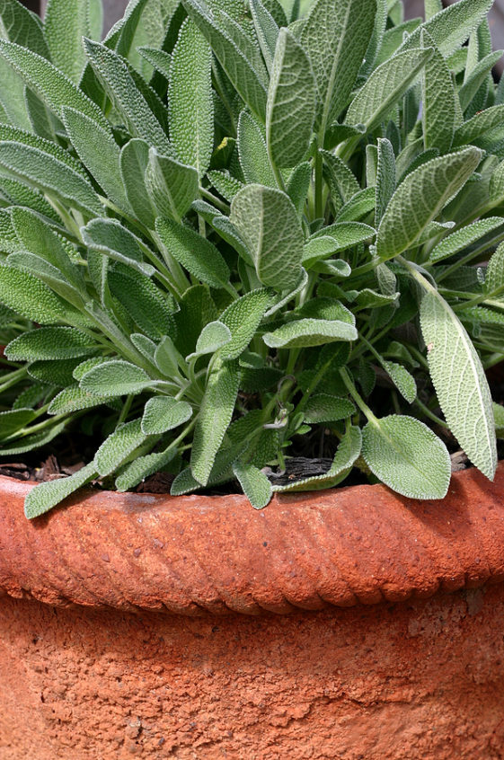 How to Plant, Grow, and Harvest Sage Harvest to Table
