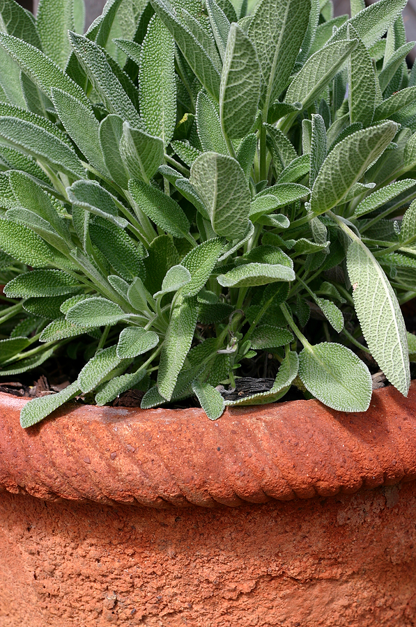 Sage growing on a patio in a terra cotta pot