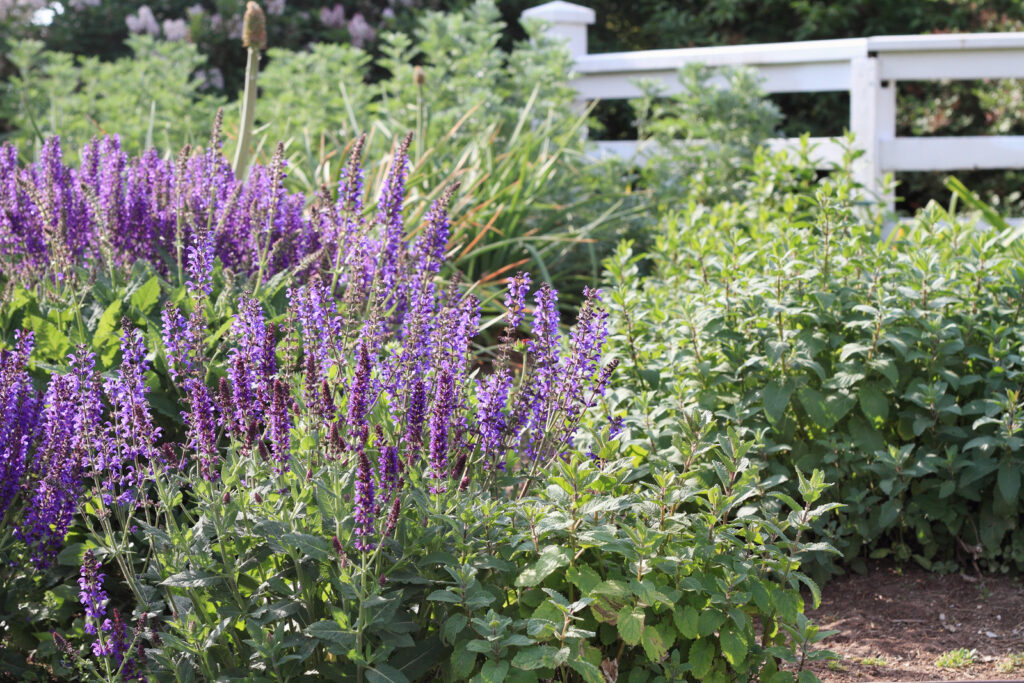 Sage plants blooming