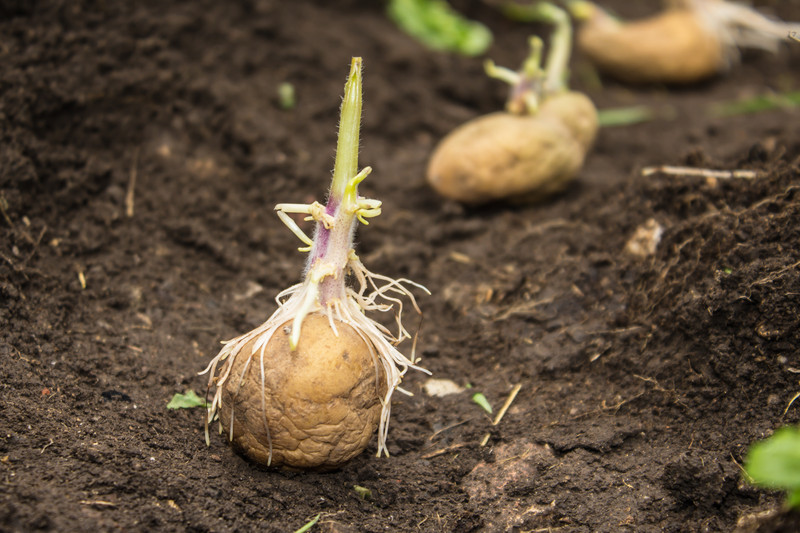 Planting pre-sprouted potatoes