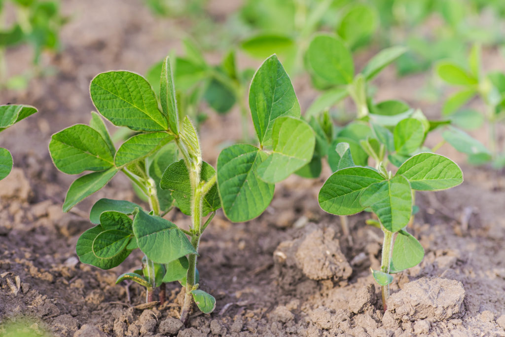  Young soybean plants