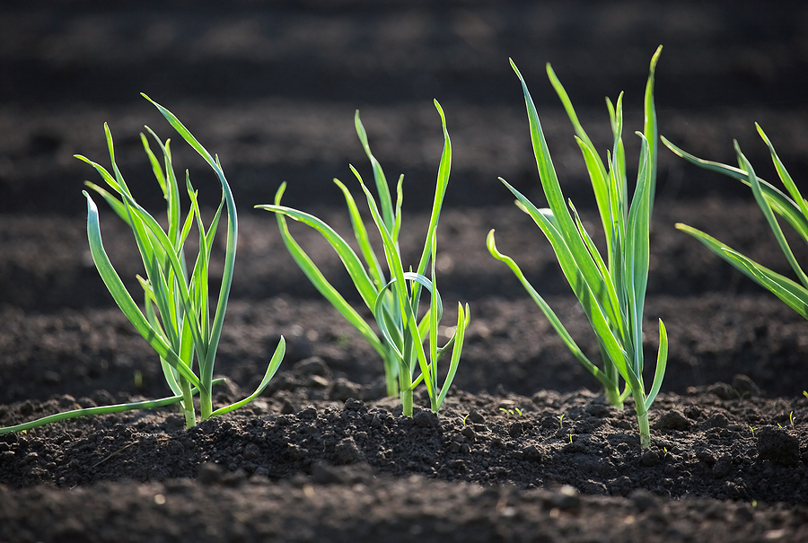 Shallot seedlings