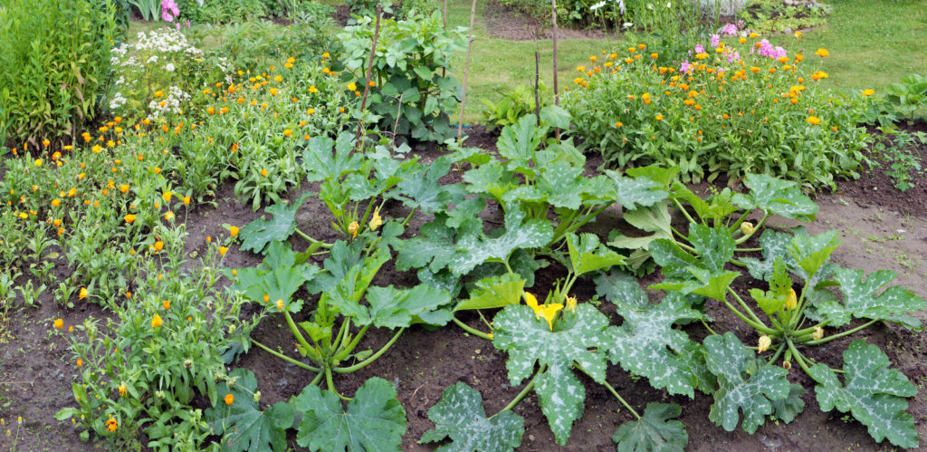 squash plant grow