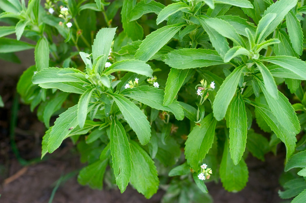 Stevia plant growing in the garden