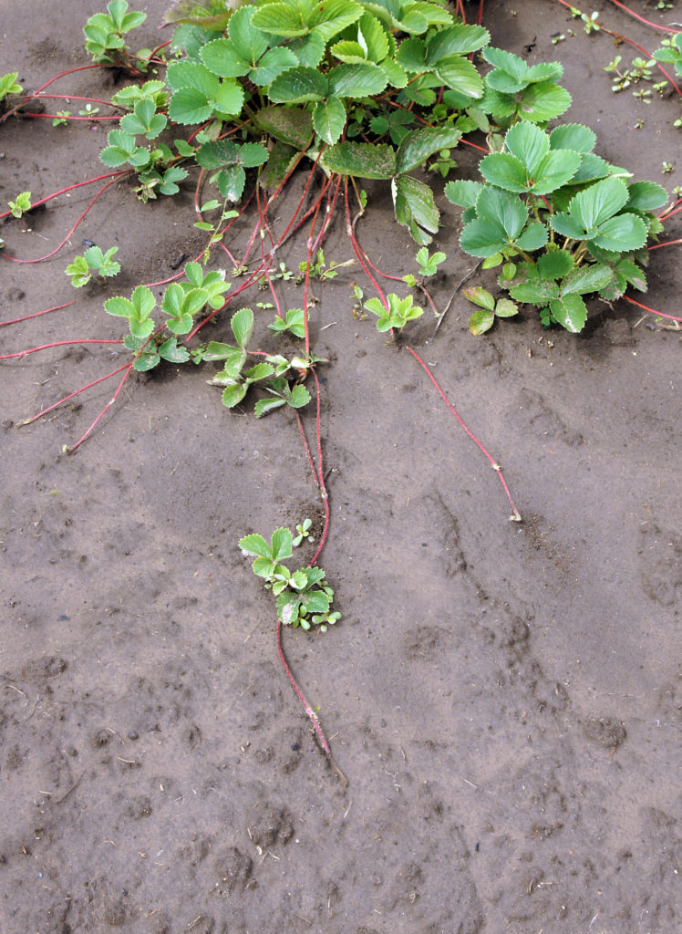 Strawberries send out runners that root and create new plants