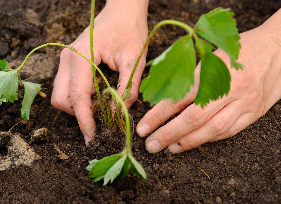 Planting strawberry plant