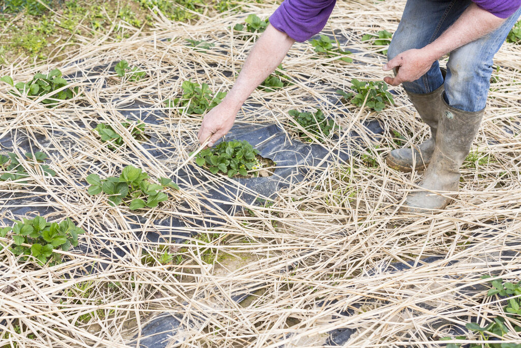 Mulching Strawberry Plants with Straw for Winter