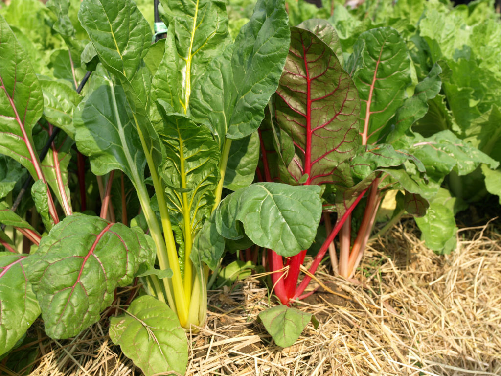 Colorful stalks of Swiss chard
