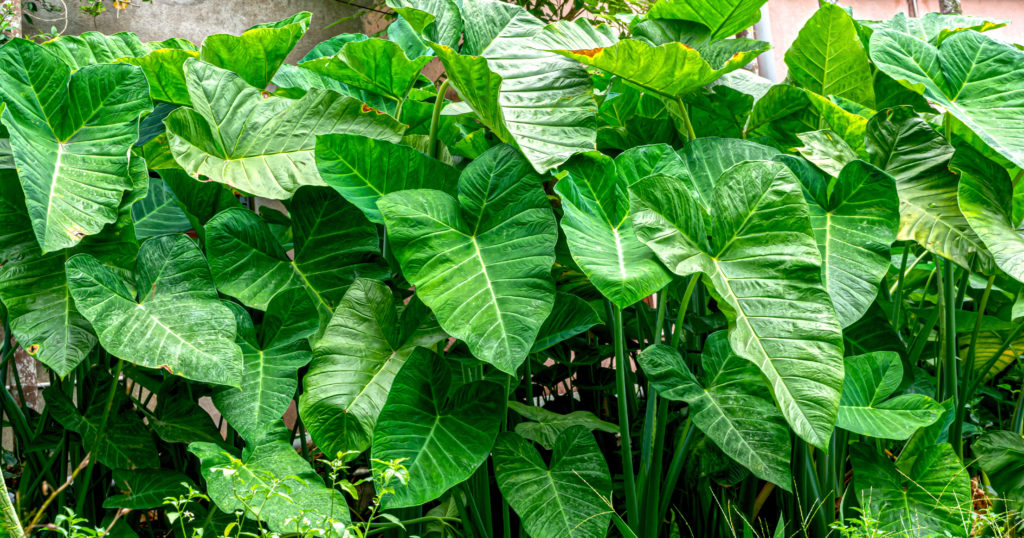 Taro plants in the garden