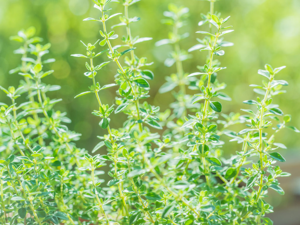 How to Grow and Harvest Thyme