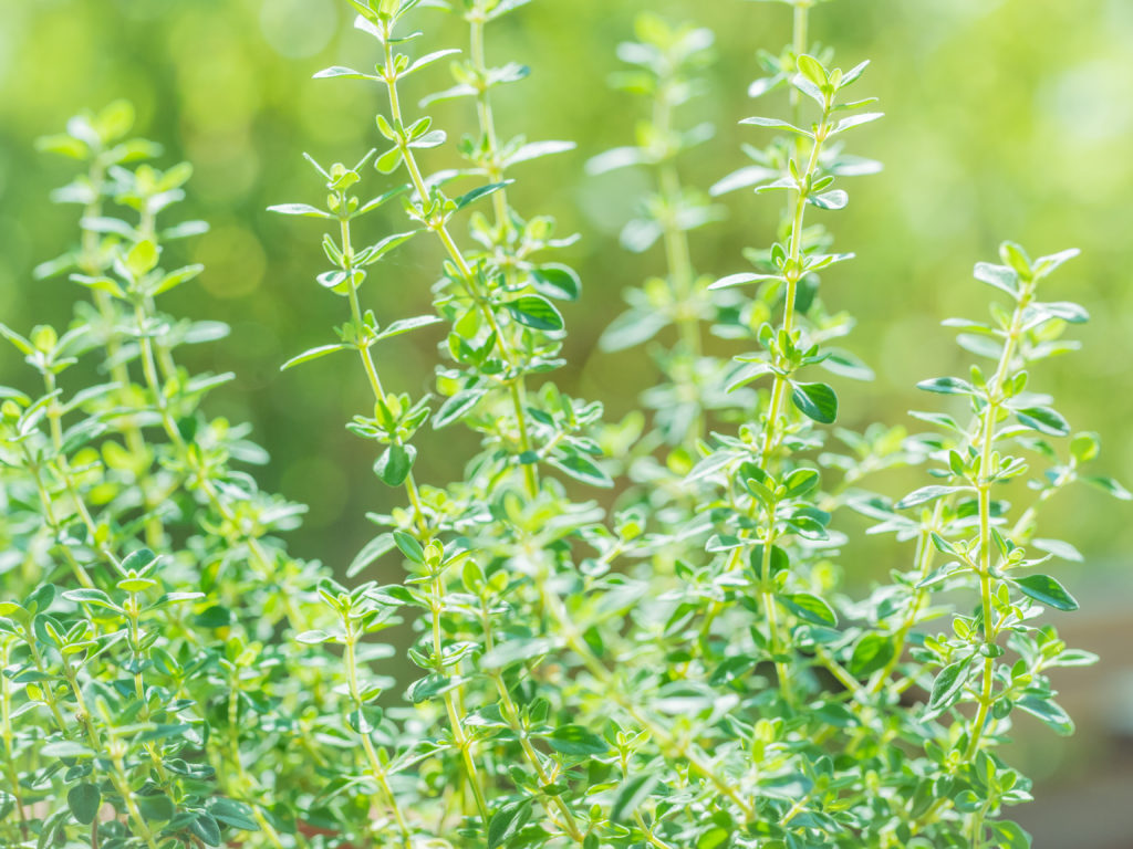 Thyme growing in the garden