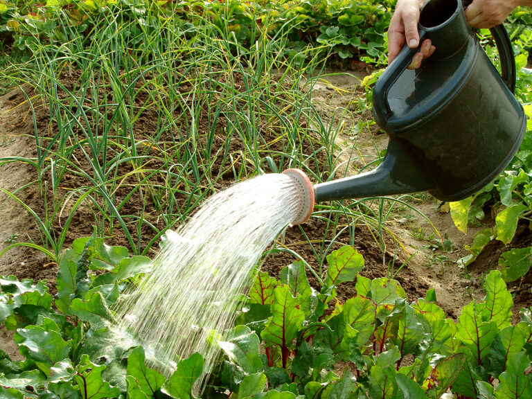 Watering onions and beets