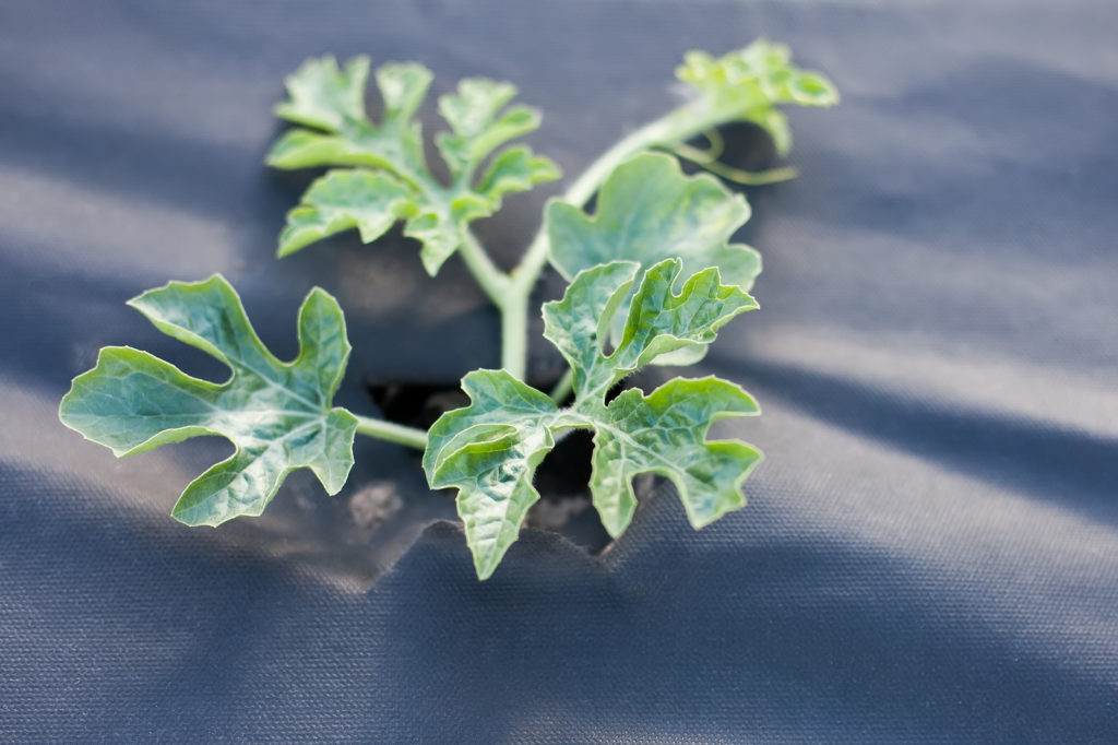 Young watermelon growing 