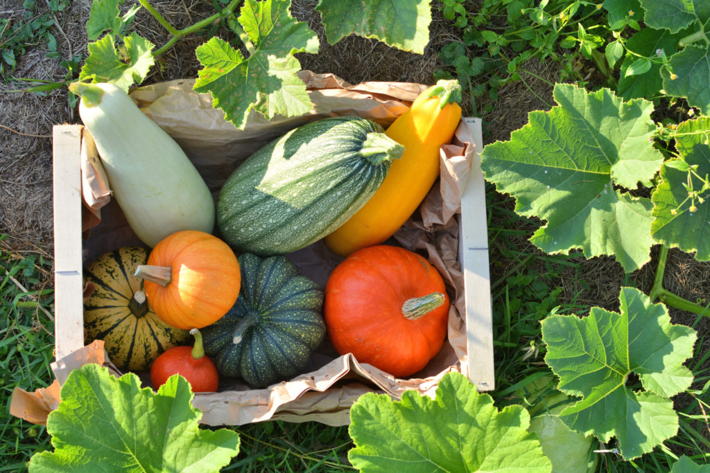 harvest vegetable crops